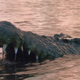 A giant crocodile.